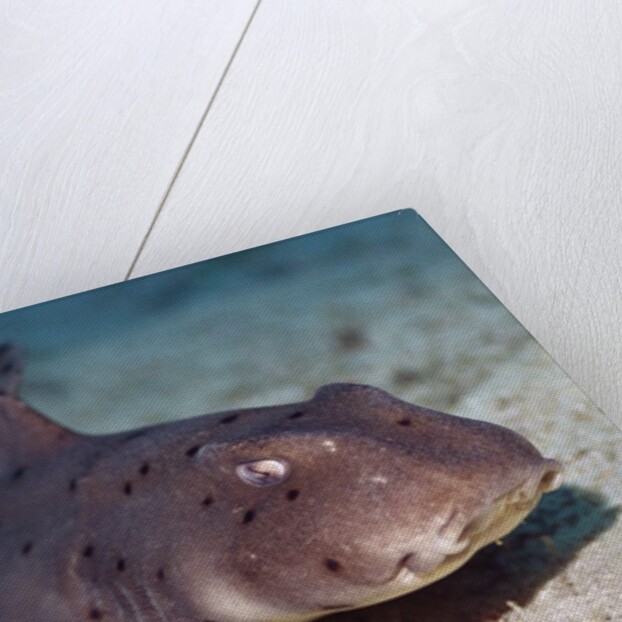 Horn Shark by Anonymous
