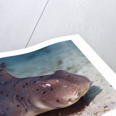 Horn Shark by Anonymous