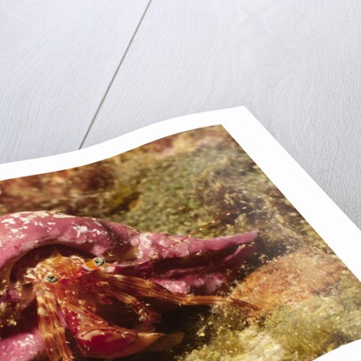 Hermit Crab by Anonymous