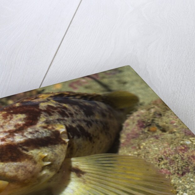 Grass Rockfish closeup by Anonymous