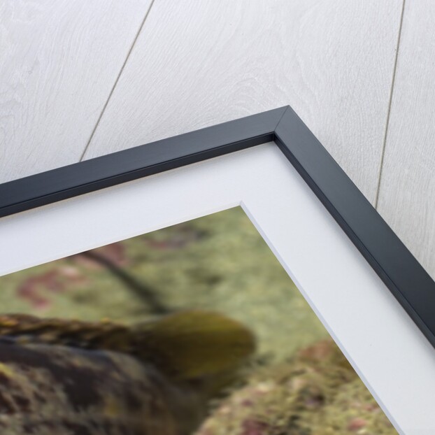 Grass Rockfish closeup by Anonymous