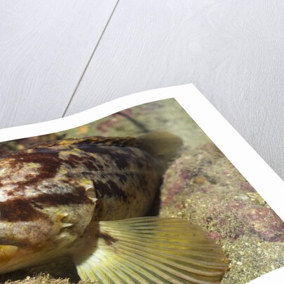 Grass Rockfish closeup by Anonymous
