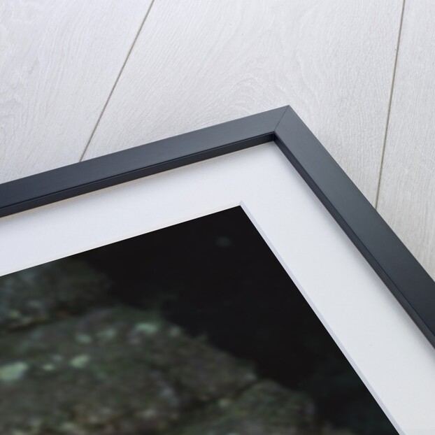 Garabaldi in juvenile form by Anonymous