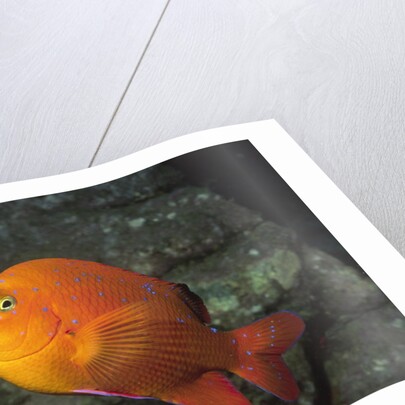 Garabaldi in juvenile form by Anonymous