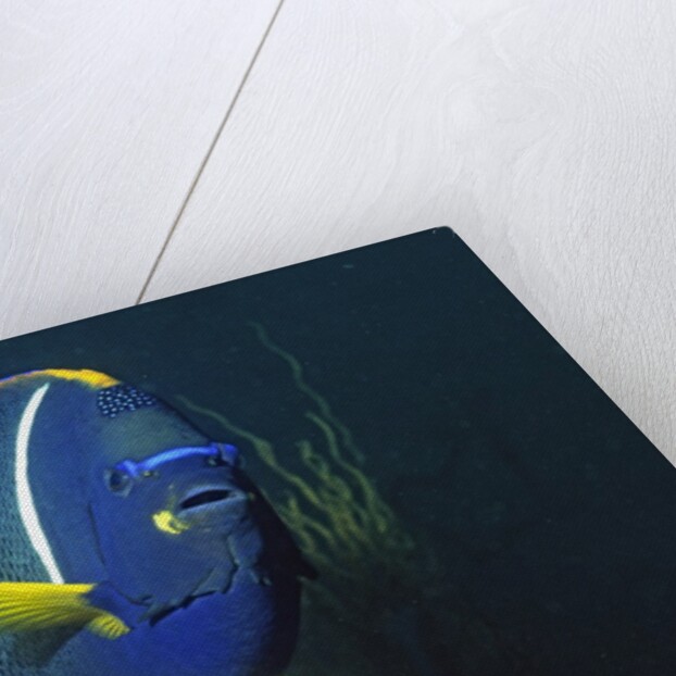 King Angelfish by Anonymous