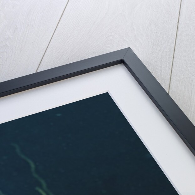 King Angelfish by Anonymous