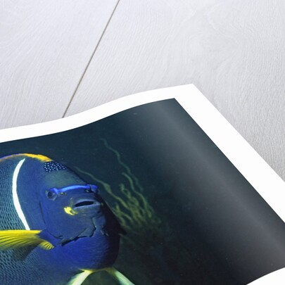 King Angelfish by Anonymous