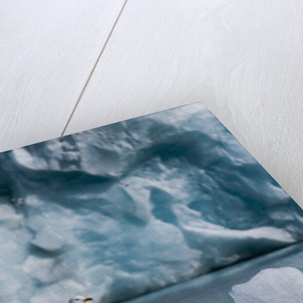 Seagull, Lilliehook Glacier, Spitzbergen by Anonymous