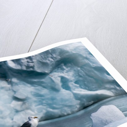 Seagull, Lilliehook Glacier, Spitzbergen by Anonymous