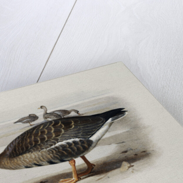 A White-Fronted Goose by Archibald Thorburn