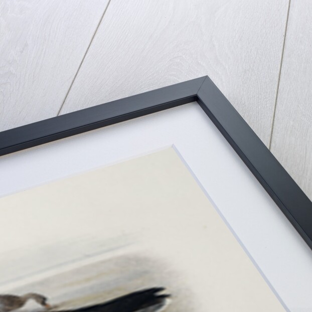 A White-Fronted Goose by Archibald Thorburn