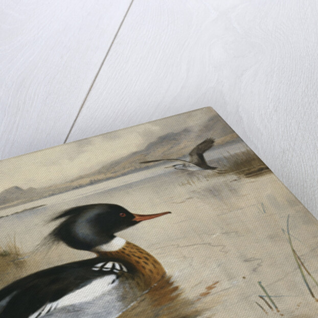 Mergansers on Loch Maree by Archibald Thorburn
