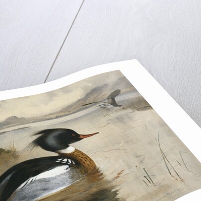 Mergansers on Loch Maree by Archibald Thorburn