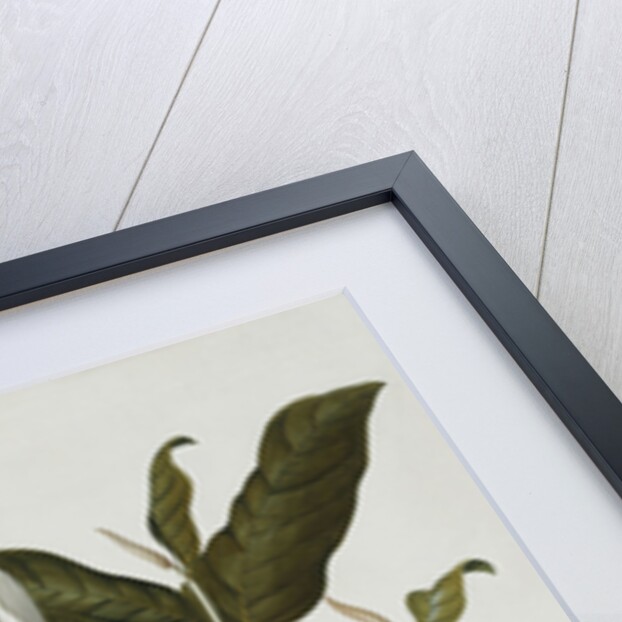 Magnolia by Georg Dionysius Ehret