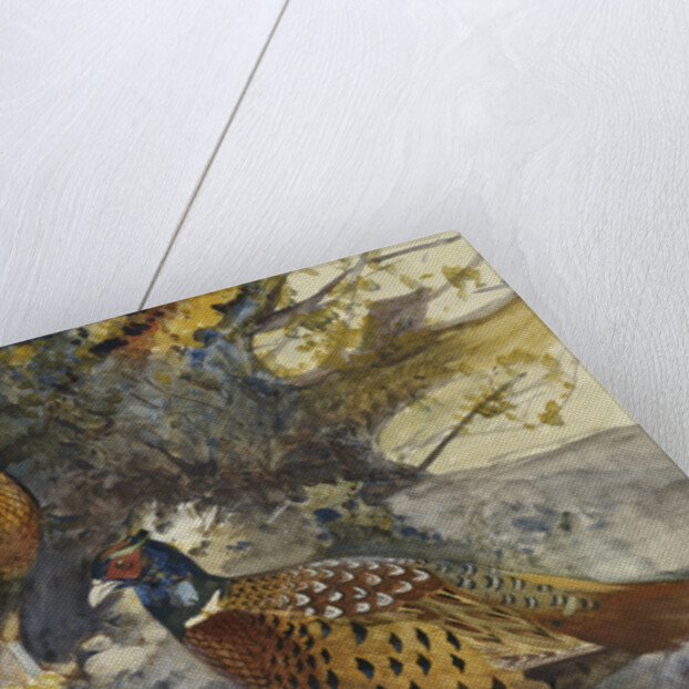Cock Pheasants under a Beech Tree by Frank Southgate