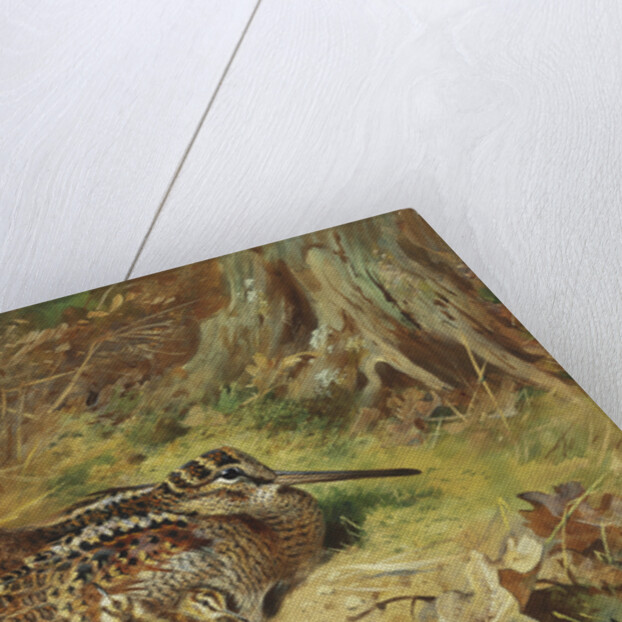 A Woodcock and Chicks by Archibald Thorburn
