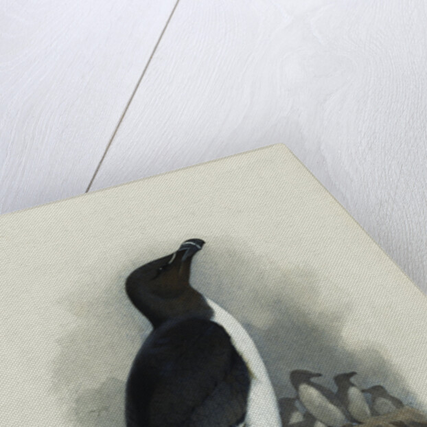 A Razorbill by Archibald Thorburn