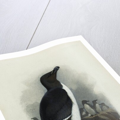 A Razorbill by Archibald Thorburn