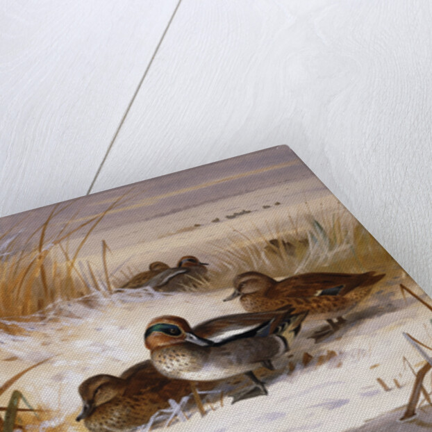 Mallard Widgeon and Snipe at the Edge of a Pool in Winter by Archibald Thorburn