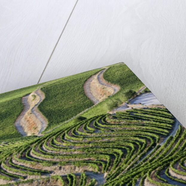 The vineyards of the Douro Valley above Pinhao are set on terraced hillsides above the Douro River by Anonymous