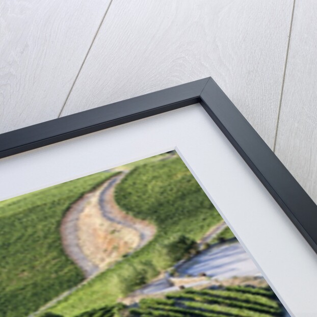 The vineyards of the Douro Valley above Pinhao are set on terraced hillsides above the Douro River by Anonymous