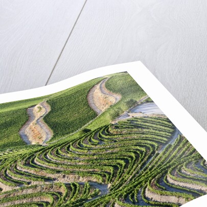 The vineyards of the Douro Valley above Pinhao are set on terraced hillsides above the Douro River by Anonymous