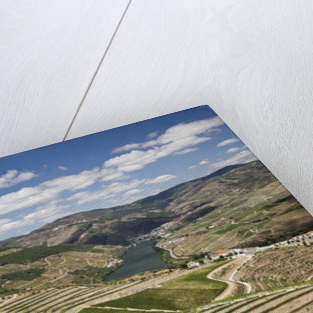 The vineyards of the Douro Valley above Pinhao are set on terraced hillsides above the Douro River by Anonymous