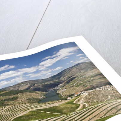 The vineyards of the Douro Valley above Pinhao are set on terraced hillsides above the Douro River by Anonymous