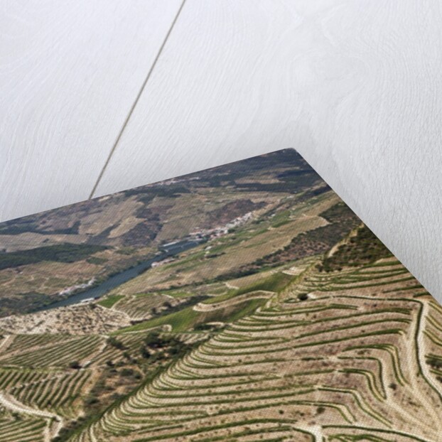 The vineyards of the Douro Valley above Pinhao are set on terraced hillsides above the Douro River by Anonymous