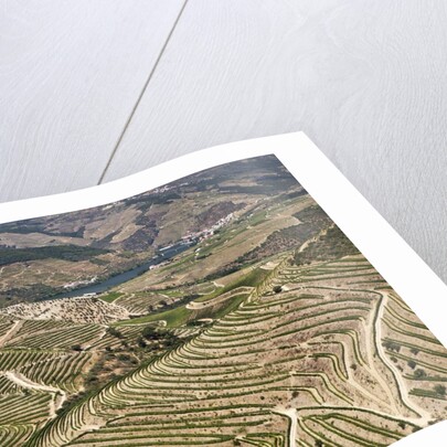The vineyards of the Douro Valley above Pinhao are set on terraced hillsides above the Douro River by Anonymous