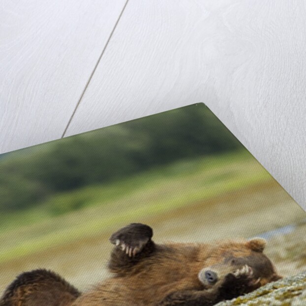 Brown Bear, Katmai National Park, Alaska by Anonymous