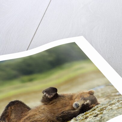 Brown Bear, Katmai National Park, Alaska by Anonymous
