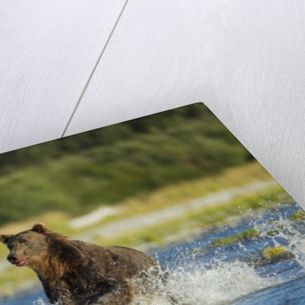 Brown Bear, Katmai National Park, Alaska by Anonymous
