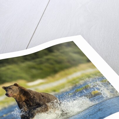 Brown Bear, Katmai National Park, Alaska by Anonymous