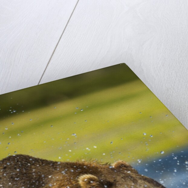 Brown Bear, Katmai National Park, Alaska by Anonymous