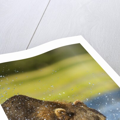 Brown Bear, Katmai National Park, Alaska by Anonymous