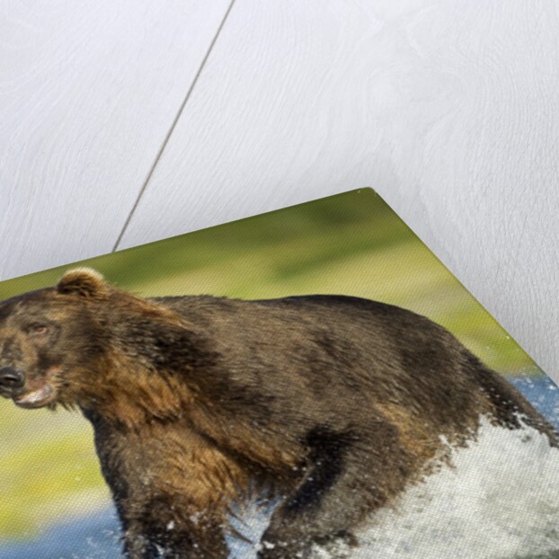 Brown Bear, Katmai National Park, Alaska by Anonymous