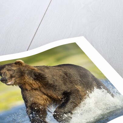 Brown Bear, Katmai National Park, Alaska by Anonymous
