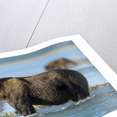 Brown Bear, Katmai National Park, Alaska by Anonymous