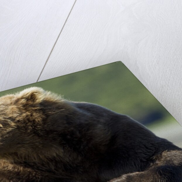Brown Bear, Katmai National Park, Alaska by Anonymous