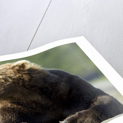 Brown Bear, Katmai National Park, Alaska by Anonymous