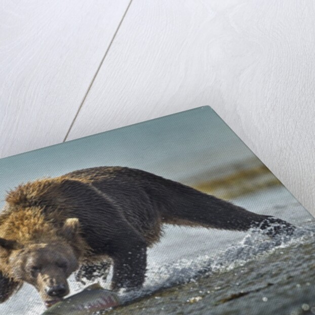 Brown Bear and Salmon, Katmai National Park, Alaska by Anonymous
