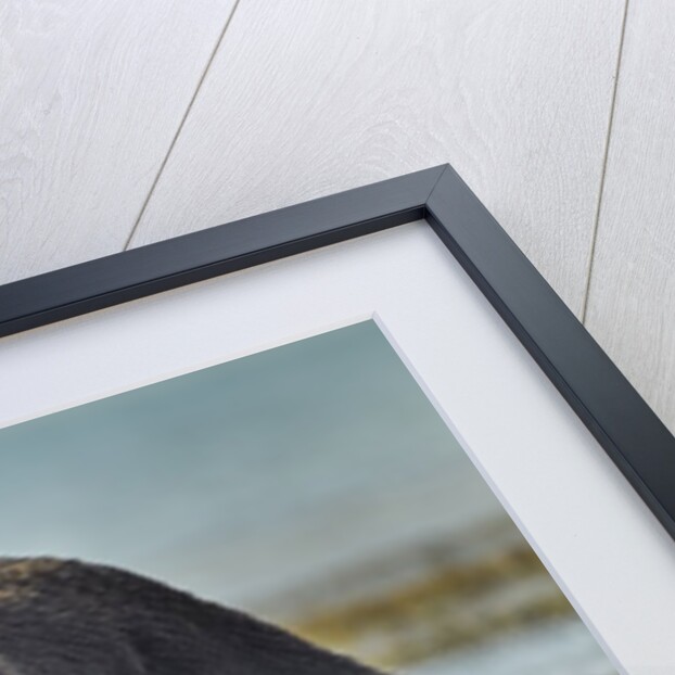 Brown Bear and Salmon, Katmai National Park, Alaska by Anonymous