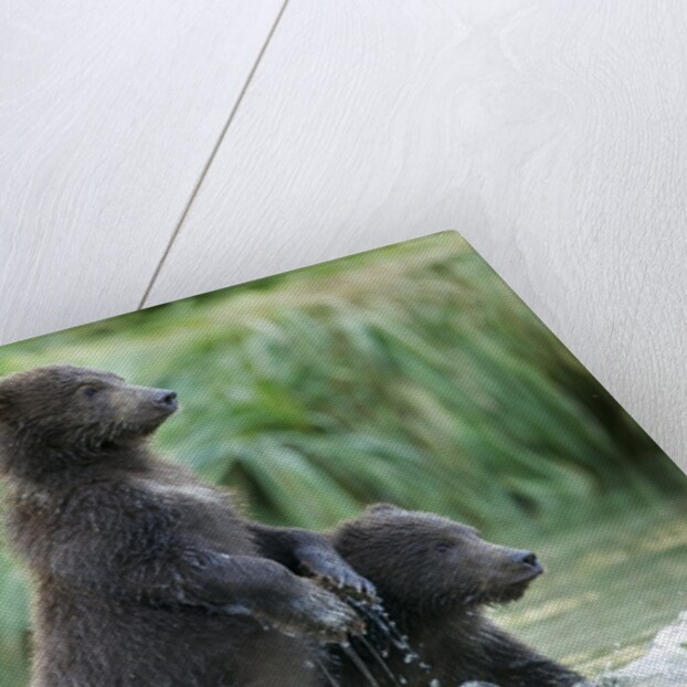 Brown Bear Cubs, Katmai National Park, Alaska by Anonymous