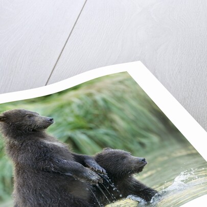 Brown Bear Cubs, Katmai National Park, Alaska by Anonymous