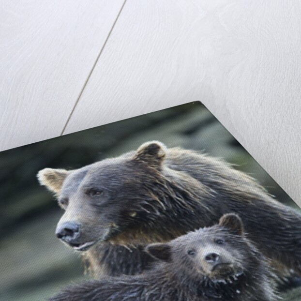 Brown Bear and Cubs, Katmai National Park, Alaska by Anonymous