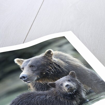 Brown Bear and Cubs, Katmai National Park, Alaska by Anonymous