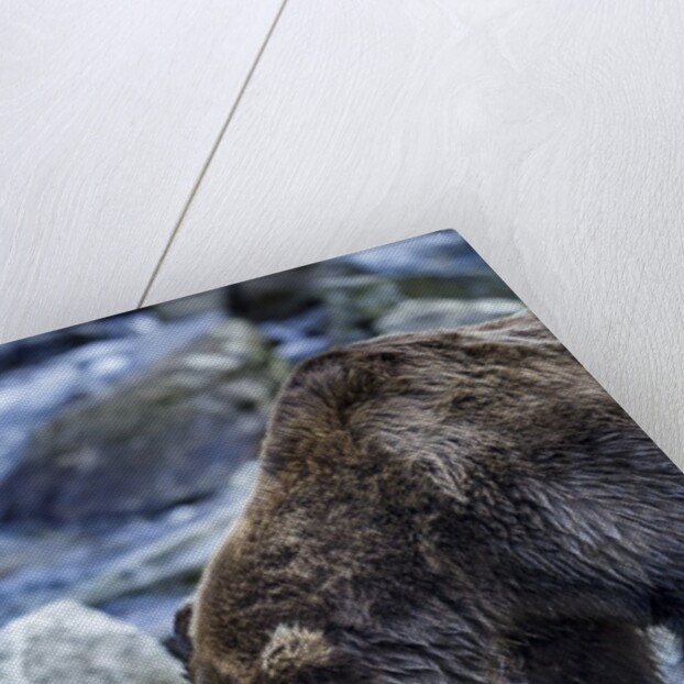 Brown Bear, Katmai National Park, Alaska by Anonymous
