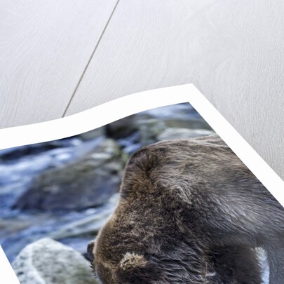 Brown Bear, Katmai National Park, Alaska by Anonymous