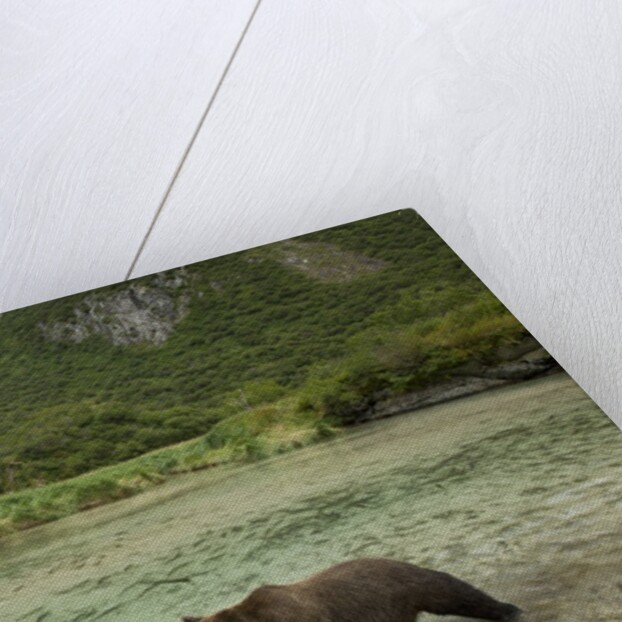 Brown Bear, Katmai National Park, Alaska by Anonymous
